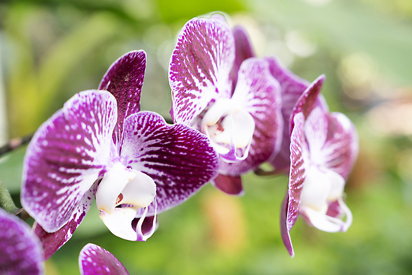 포토 JPG 해외이미지 식물 꽃잎 꽃 컬러 꽃다발 잎 태국 자연 사람없음 장식 초록색 컬러풀 뷰티 보라색 봄 벚꽃 신선 난초 벨기에 해외202310 해외포토 계절 아시아 생태계 서유럽 파일형식