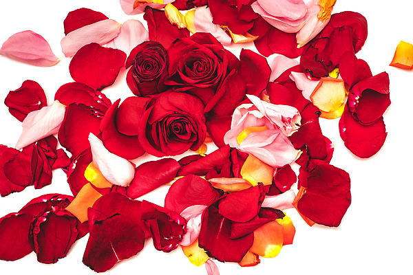 포토 JPG 해외이미지 식물 디자인 꽃잎 꽃 줄기 컬러 꽃다발 결혼 백그라운드 잎 2 꽃무늬 자연 휴가 발렌타인데이 선물 사랑 사람없음 빨간색 초록색 여름 뷰티 장미 머리 정원 보라색 봄 낭만 벚꽃 흰색 축하 인사 신선 쌍 신용카드 닫기 자르기 다발 심볼 부드러움 내추럴 해외202310 해외포토 계절 감정 컨셉 무늬 모션 데이이벤트 이벤트 신체부위 금융 예절 감각 생태계 파일형식