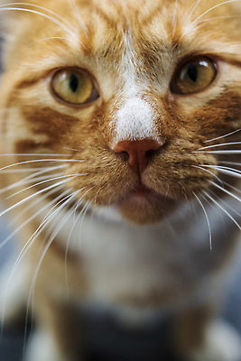 포토 JPG 해외이미지 동물 응시 얼굴 포유류 자연 수염 털 사람없음 초록색 파란색 반려동물 고양이 회색 흰색 코 얼룩무늬 해외202310 해외포토 시선 컬러 무늬 신체부위 생태계 파일형식