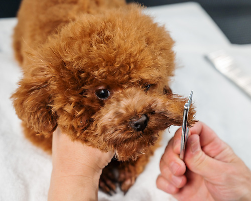 포토 JPG 해외이미지 손 신체부위 뷰티 귀여움 이발 푸들 빗질 다듬기 애견빗 해외202310 해외포토 컨셉 모션 사람 개 애견용품 파일형식
