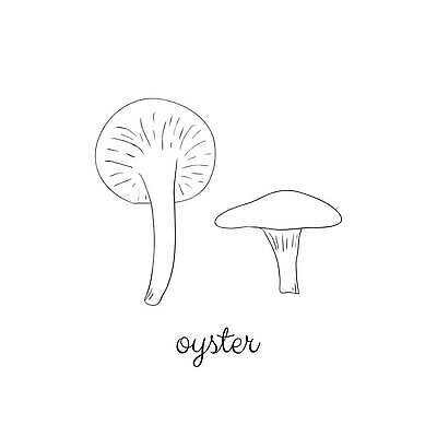 EPS 해외이미지 손 음식 백그라운드 채소 일러스트 텍스트 자연 건강 요리 그래픽 검은색 버섯 굴 흰색 낙서 만화 그림 유기농 윤곽 내추럴 고립 곰팡이 식용 채식주의자 벡터 해외202310 해외일러스트 웰빙 컬러 어패류 신체부위 생태계 채식 파일형식