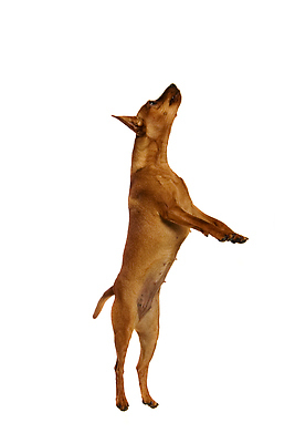 포토 JPG 해외이미지 한마리 사람없음 강아지 흰배경 해외202310 해외포토 1 백그라운드 반려동물 흰색 개 파일형식