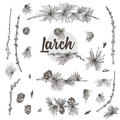 EPS 해외이미지 크리스마스 겨울 일러스트 사람없음 나뭇가지 솔방울 솔잎 해외202310 해외일러스트 나무 계절 기념일 잎 파일형식 벡터