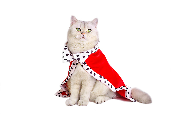 포토 JPG 해외이미지 스튜디오촬영 동물 한마리 응시 옷 털 실내 사람없음 빨간색 반려동물 뷰티 고양이 가축 할로윈 흰색 황금 왕 보석 옷입기 변장 솜털 가면무도회 고립 귀족 기르기 달마시안 썩음 웅장함 정부 충실 카피스페이스 해외202310 해외포토 1 시선 컬러 포유류 모션 내부 공백 개 광석 돌봄 무도회 파일형식