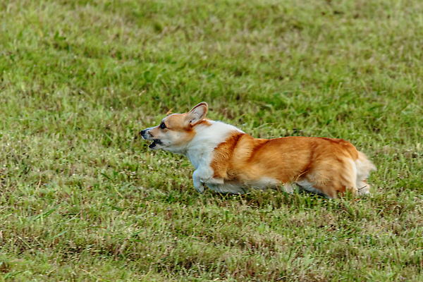 포토 JPG 해외이미지 동물 1 공원 감정 스포츠 밭 모션 놀이 건강 사람없음 야외 초록색 반려동물 달리기 뷰티 걷기 정원 점프 경쟁 에너지 게임 시골 레이싱 잡기 개 유혹 속도 사냥 송곳니 기르기 전력질주 챔피언 순혈 해외202310 해외포토 공공시설 컬러 컨셉 농업 포유류 시합 치아 돌봄 파일형식