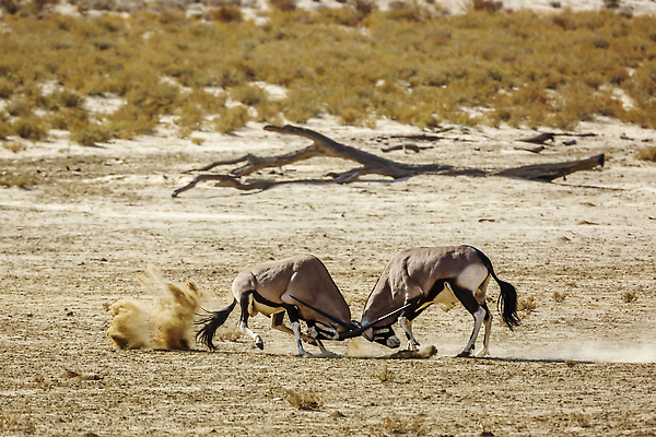 포토 JPG 해외이미지 동물 야생동물 포즈 포유류 모션 아프리카 자연 국립공원 풍경 사람없음 야외 가로 관광지 달러 사막 황무지 보호 사파리 싸움 영양 충전 나미비아 남아프리카 보츠와나 보호구역 칼라하리 건조기후 해외202310 해외포토 공원 나라 여행 컨셉 돈 생태계 구역 파일형식