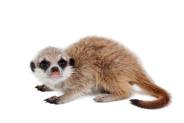 포토 JPG 해외이미지 한마리 포유류 사람없음 흰배경 미어캣 해외202310 해외포토 동물 1 백그라운드 흰색 파일형식