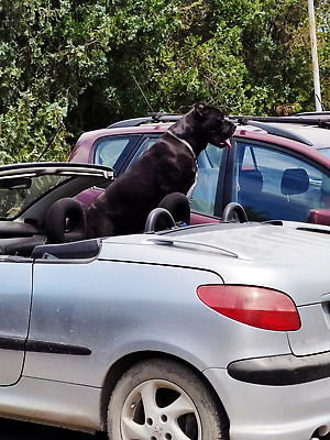 포토 JPG 해외이미지 동물 컬러 의자 포유류 자동차 친절 경비 안전 사람없음 반려동물 갈색 머리 검은색 힘 우정 오픈 개 보호 위험 큼 오픈카 승객 송곳니 고립 기르기 동반자 신앙심 심각 유래 이마 주목 순혈 해외202310 해외포토 육상교통 가구 컨셉 승용차 신체부위 친구 치아 크기 돌봄 파일형식