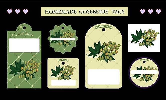 EPS 해외이미지 일러스트 사람없음 초록색 세트 꼬리표 라벨 빈티지 구스베리 핸드메이드 카피스페이스 해외202310 해외일러스트 열매 컬러 컨셉 프레임 공백 파일형식 벡터