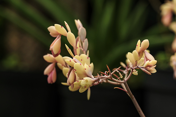 포토 JPG 해외이미지 나무 식물 계절 꽃 분홍색 잎 자연 새로움 사람없음 여름 뷰티 정원 봄 성장 벚꽃 흰색 나뭇가지 개화 해외202310 해외포토 컬러 컨셉 생태계 파일형식