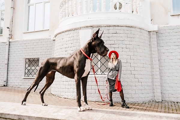 포토 JPG 해외이미지 전신 한마리 건축물 여자 반려견 길 한명 성인 야외 앞모습 산책 잡기 대형견 목줄 성인여자한명만 그레이트덴 해외포토 1 건축 뷰포인트 모션 휴식 사람 반려동물 개 여자한명만 성인여자만 파일형식 반려용품