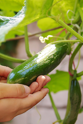 포토 JPG 해외이미지 식물 계절 꽃 음식 줄기 백그라운드 잎 꽃무늬 밭 농업 채소 재료 자연 오이 주택 건강 사람없음 초록색 농작물 농장 환경 정원 흙 수확 성장 벚꽃 나뭇가지 시골 침대 신선 작음 유기농 원예 내추럴 밭일 숙성 온실 채식주의자 세련 해외202310 해외포토 나무 웰빙 산업 컬러 가구 무늬 취미 건물 크기 생태계 채식 파일형식