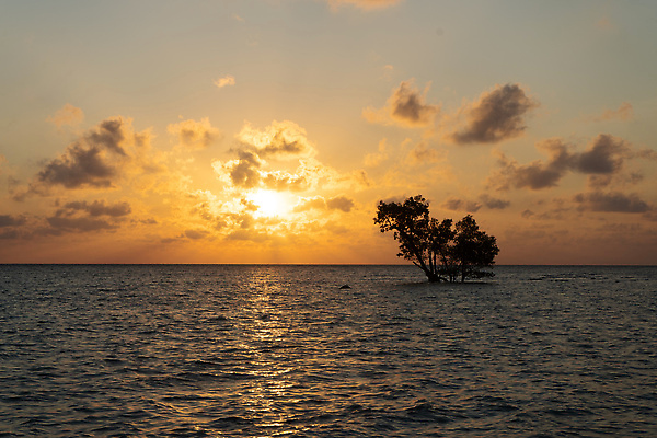포토 JPG 해외이미지 나무 식물 아시아 바다 여행 자연 휴가 풍경 사람없음 초록색 물 여름 뷰티 평화 일출 환경 황혼 일몰 새벽 생태계 뿌리 발리 인도양 생태학 안다만 이국적 파라다이스 혼자 플로리다 해외202310 해외포토 자연요소 계절 교육 나라 컬러 섬 컨셉 노을 미국 인도네시아 파일형식