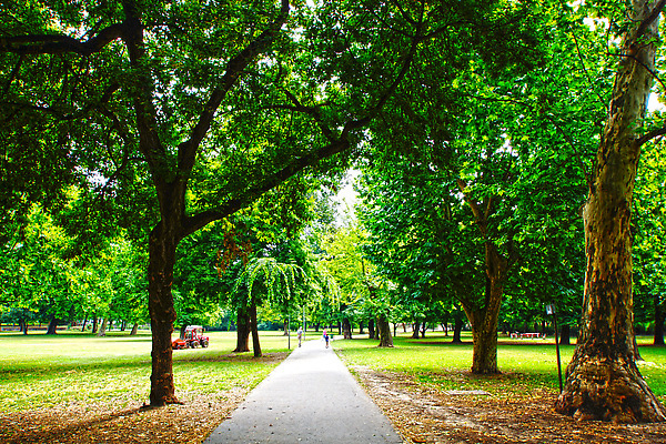 포토 JPG 해외이미지 나무 식물 해외 공원 꽃잎 꽃 유럽 여행 백그라운드 잎 자연 하늘 풍경 사람없음 야외 목재 초록색 도시풍경 맑음 숲 헝가리 동유럽 구시가지 부다페스트 해외202310 해외포토 공공시설 나라 컬러 재료 날씨 도시 생태계 파일형식