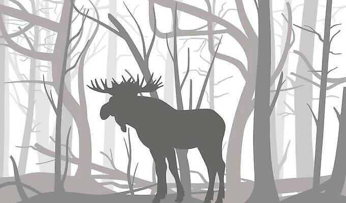 EPS 해외이미지 나무 동물 디자인 야생동물 백그라운드 컨셉 잎 겨울 패턴 일러스트 자연 하늘 추상 사슴 미술 풍경 경사 사람없음 야외 목재 그래픽 장식 숫자 갈색 환경 검은색 회색 수확 흰색 나뭇가지 직물 황무지 숲 언덕 질감 쇼 내추럴 엘크 벡터 전경 해외202310 해외일러스트 식물 문자 계절 컬러 무늬 농업 재료 포유류 문화예술 생태계 파일형식 탑뷰