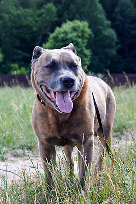 포토 JPG 해외이미지 동물 라이프스타일 공원 행복 컨셉 포유류 자연 서기 사람없음 야외 세로 반려동물 일몰 하이킹 관찰 기다림 개 강아지 숲 버리기 주인 송곳니 추적 떠남 해외202310 해외포토 공공시설 감정 모션 레저 생활 노을 치아 생태계 파일형식