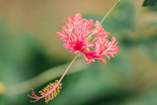 포토 JPG 해외이미지 식물 꽃잎 꽃 분홍색 컬러 잎 꽃무늬 자연 휴가 열대 골격 매달리기 사람없음 장식 빨간색 초록색 여름 컬러풀 햇빛 뷰티 탑 정원 일본 중국 줄무늬 꽃술 등불 신선 개화 산호 약초 관목 원예 서식 하와이 거미 반전 세이셸 히비스커스 해외202310 해외포토 나무 건축물 계절 아시아 곤충 컨셉 무늬 모션 아프리카 조명 취미 태양 미국 풀_식물 자포동물 생태계 파일형식