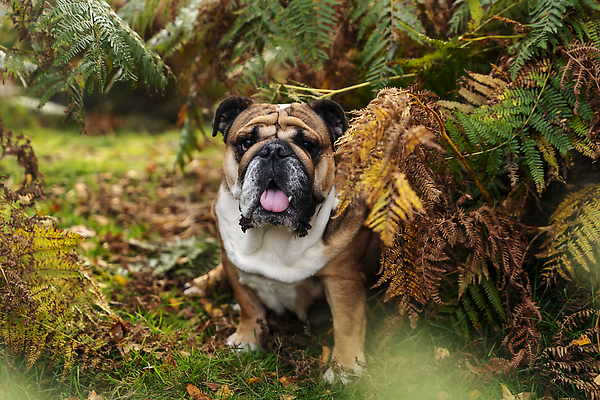 포토 JPG 해외이미지 동물 응시 공원 행복 얼굴 백그라운드 관계 자연 잉글랜드 안내 사랑 서기 성인 사람없음 야외 반려동물 뷰티 갈색 우정 성장 주름 클래식 개 혀 불독 몸단장 송곳니 기르기 동반자 유래 특별함 순혈 해외202310 해외포토 시선 공공시설 감정 컬러 컨셉 포유류 모션 영국 사람 신체부위 친구 입 치아 생태계 돌봄 파일형식