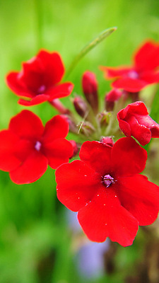 포토 JPG 해외이미지 식물 계절 꽃잎 꽃 분홍색 컬러 백그라운드 잎 꽃무늬 자연 사람없음 야외 장식 빨간색 초록색 여름 컬러풀 뷰티 정원 보라색 봄 활발 성장 벚꽃 신선 개화 순수 8월 내추럴 강렬 영원 많음 해외202310 해외포토 컨셉 무늬 날짜 생태계 파일형식