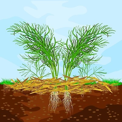 EPS 해외이미지 나무 식물 음식 농업 채소 일러스트 자연 야외 목재 농장 갈색 정원 농사 흙 수확 성장 침대 소나무 잡초 보호 허브 향신료 물주기 유기농 원예 뿌리 번짐 나무껍질 유지 낭비 돌봄 딜 땅바닥 밭일 삼나무 벡터 해외202310 해외일러스트 웰빙 산업 컬러 가구 컨셉 재료 모션 바닥 취미 껍질 생태계 향미료 파일형식 효과