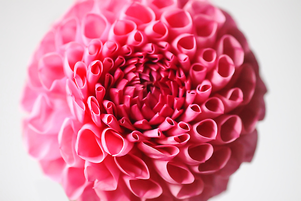 포토 JPG 해외이미지 식물 공원 꽃잎 꽃 분홍색 컬러 백그라운드 잎 꽃무늬 오렌지 자연 사람없음 야외 장식 빨간색 초록색 컬러풀 뷰티 노란색 머리 정원 보라색 봄 활발 벚꽃 흰색 신선 개화 달리아 원예 날카로움 내추럴 해외202310 해외포토 계절 공공시설 컨셉 무늬 과일 취미 신체부위 생태계 파일형식