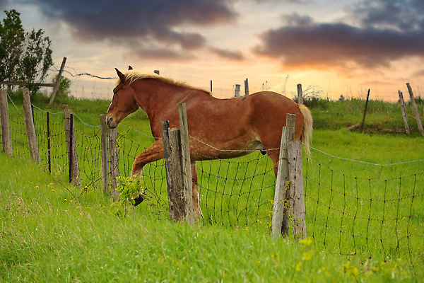 포토 JPG 해외이미지 동물 계절 밭 포유류 자연 근육 아이슬란드 안전 풍경 사람없음 야외 초록색 여름 울타리 뷰티 갈색 흐름 시골 잡기 승마 농부 밤 위험 빙하 갈기 조랑말 수의사 유지 망아지 경보 양발 해외202310 해외포토 직업 유럽 새끼 스포츠 컬러 컨셉 농업 모션 담장 견과류 의사 말_동물 생태계 파일형식