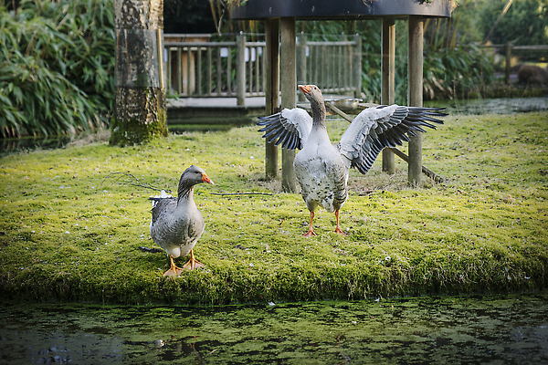 포토 JPG 해외이미지 나무 동물 1 공원 유럽 호수 야생동물 밭 날개 가족 자연 조류 서기 풍경 사람없음 야외 초록색 물 갈색 머리 환경 회색 시골 연못 깃털 싱글 사냥 부리 목 거위 물새 철새 계산서 내추럴 동물상 해외202310 해외포토 자연요소 식물 공공시설 나라 컬러 농업 관계 모션 신체부위 조형물 생태계 파일형식
