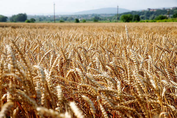 포토 JPG 해외이미지 식물 구름 계절 음식 빵 줄기 백그라운드 밭 농업 자연 하늘 건조 옥수수 씨앗 풍경 사람없음 야외 여름 파란색 농작물 햇빛 태양 농장 농경지 노란색 환경 맑음 일몰 수확 성장 가을 시골 황금 낟알 땅 시리얼 밀 보리 귀 장면 밀짚 내추럴 밭일 숙성 호밀 해외202310 해외포토 자연요소 산업 컬러 날씨 곡류 신체부위 노을 짚 생태계 파일형식