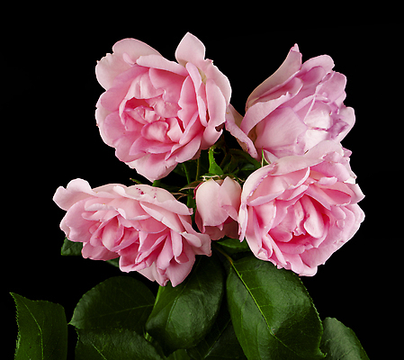 포토 JPG 해외이미지 식물 디자인 기념일 꽃잎 꽃 행복 분홍색 컬러 꽃다발 결혼 백그라운드 꽃무늬 패턴 자연 벽지 휴가 발렌타인데이 선물 사랑 사람없음 장식 빨간색 뷰티 장미 귀여움 정원 봄 낭만 수확 벚꽃 흰색 축하 인사 신용카드 다발 싱글 복고 열정 내추럴 2월 고립 해외202310 해외포토 계절 감정 컨셉 무늬 농업 데이이벤트 이벤트 금융 예절 날짜 생태계 파일형식