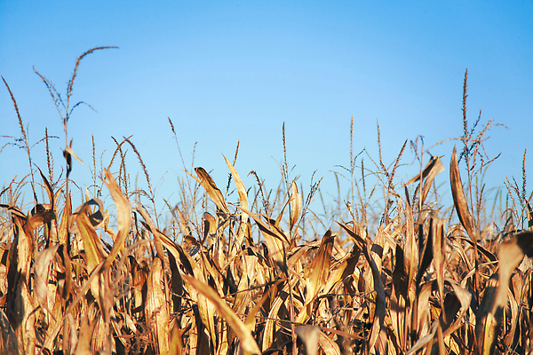 포토 JPG 해외이미지 식물 계절 문화 음식 줄기 백그라운드 잎 꽃무늬 밭 농업 자연 하늘 건조 건강 옥수수 사람없음 농작물 농장 농경지 노란색 환경 정원 성장 시골 신선 낟알 땅 시리얼 유기농 내추럴 땅바닥 모종 밭일 유전자변형 줄서기 수평선 세련 해외202310 해외포토 웰빙 꽃 산업 컬러 무늬 모션 곡류 바닥 생태계 파일형식