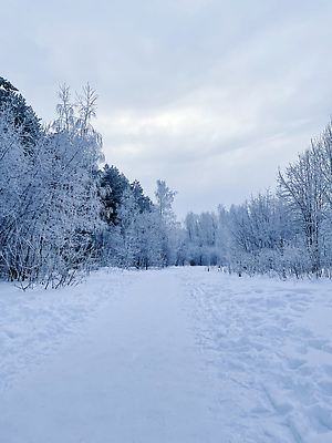 포토 JPG 해외이미지 나무 식물 계절 공원 도로 백그라운드 겨울 자연 하늘 풍경 사람없음 야외 목재 세로 파란색 빛 햇빛 뷰티 갈색 환경 얼음 추위 올려보기 흰색 나뭇가지 소나무 숲 서리 내추럴 겨울풍경 해외202310 해외포토 자연요소 공공시설 길 컬러 재료 교통시설 모션 태양 생태계 파일형식