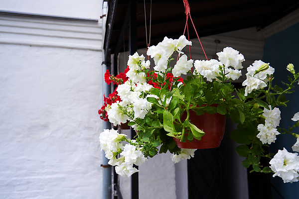 포토 JPG 해외이미지 식물 디자인 꽃 컬러 주택 매달리기 사람없음 야외 장식 초록색 컬러풀 뷰티 봄 낭만 흰색 닫기 냄비 내추럴 돌봄 피튜니아 해외202310 해외포토 계절 컨셉 모션 건물 솥 파일형식