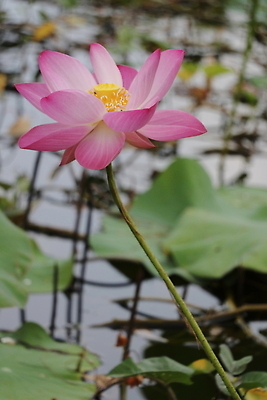포토 JPG 해외이미지 식물 꽃잎 꽃 분홍색 컬러 잎 꽃무늬 태국 자연 새로움 씨앗 사람없음 빨간색 초록색 물 뷰티 맑음 보라색 벚꽃 흰색 개화 구슬 순수 만족 유기농 감사 내추럴 취급주의 특별함 해외202310 해외포토 자연요소 웰빙 감정 아시아 컨셉 무늬 날씨 경고 생태계 파일형식