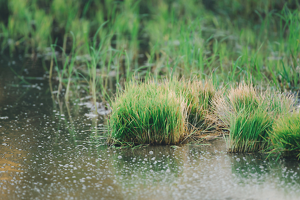포토 JPG 해외이미지 식물 계절 공원 아시아 음식 여행 백그라운드 잎 농업 곡선 태국 자연 밥 동양인 풍경 사람없음 야외 초록색 물 여름 빛 뷰티 농장 농경지 환경 정원 봄 수확 성장 시골 신선 땅 유기농 장면 내추럴 논밭 해외202310 해외포토 자연요소 웰빙 공공시설 나라 산업 선 컬러 밭 논 인종 생태계 파일형식
