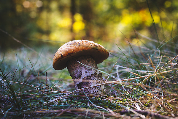 포토 JPG 해외이미지 식물 1 커플 계절 음식 백그라운드 잎 오렌지 재료 자연 사람없음 야외 목재 초록색 뷰티 갈색 버섯 신선 소나무 맛 숲 큼 싱글 유기농 날것 내추럴 곰팡이 그물버섯 식용 캡모자 해외202310 해외포토 나무 모자_잡화 웰빙 컬러 컨셉 과일 관계 크기 생태계 파일형식