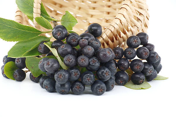 포토 JPG 해외이미지 식물 계절 열매 음식 백그라운드 잎 농업 다이어트 과일 재료 자연 건강 사람없음 초록색 약 정원 검은색 어둠 수확 가을 흰색 나뭇가지 신선 그룹 달콤 다발 유기농 원예 날것 비타민 내추럴 고립 숙성 채식주의자 해외202310 해외포토 나무 웰빙 산업 컬러 의학 취미 맛 생태계 채식 영양소 파일형식