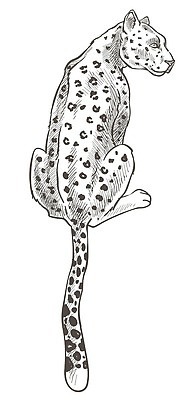 EPS 해외이미지 동물 디자인 공원 야생동물 일러스트 포유류 아프리카 자연 털 흑백 동물원 앉기 동양인 여름 고양이 힘 침묵 봄 직물 점 호랑이 황무지 스케치 사파리 피부 꼬리 육식동물 사냥꾼 서식지 치타 표범 고립 사바나 재규어 전국 벡터 미니멀 해외202310 해외일러스트 직업 계절 공공시설 나라 모션 촬영기법 미술 인종 신체부위 반려동물 소리 생태계 파일형식