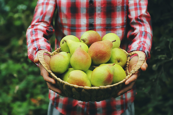 포토 JPG 해외이미지 손 계절 여자 음식 백그라운드 다이어트 과일 손가락 자연 회의 건강 한명 사람 야외 목재 세로 상자 컬러풀 농장 정원 수확 성장 가을 신선 잡기 시장 농부 나무상자 수집 가득함 유기농 원예 날것 비타민 건강식 내추럴 밭일 숙성 채식주의자 해외202310 해외포토 나무 직업 1 웰빙 컬러 농업 비즈니스 재료 모션 취미 신체부위 생태계 채식 영양소 파일형식