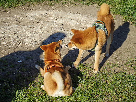 포토 JPG 해외이미지 동물 공원 행복 백그라운드 밭 포유류 자연 잔디 사람없음 야외 초록색 반려동물 뷰티 갈색 일본 점프 검은색 봄 개 강아지 작음 나무껍질 솜털 양모 기르기 많음 해외202310 해외포토 나무 식물 계절 공공시설 감정 아시아 컬러 컨셉 농업 모션 껍질 직물 크기 생태계 돌봄 파일형식