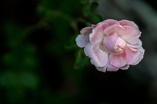 포토 JPG 해외이미지 모양 식물 꽃잎 꽃 잎 꽃무늬 자연 사랑 사람없음 장식 초록색 빛 장미 정원 벚꽃 신선 개화 닫기 관목 원예 부드러움 해외202310 해외포토 나무 감정 컬러 무늬 모션 취미 감각 생태계 파일형식