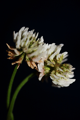 포토 JPG 해외이미지 식물 계절 공원 꽃잎 꽃 줄기 컬러 백그라운드 꽃무늬 자연 벽지 잔디 사람없음 야외 초록색 여름 뷰티 새싹 정원 봄 들꽃 벚꽃 흰색 시골 신선 개화 닫기 클로버 허브 원예 내추럴 해외202310 해외포토 공공시설 무늬 모션 취미 생태계 파일형식