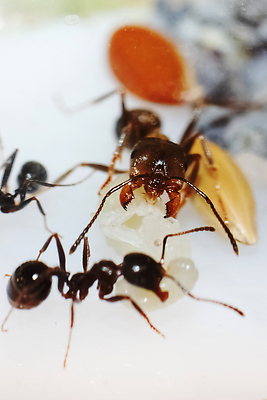 포토 JPG 해외이미지 동물 절지류 안테나 사람없음 세로 갈색 벌레 큼 묘사 개미 알레르기 특별함 해외202310 해외포토 컬러 곤충 컨셉 통신 질병 크기 파일형식