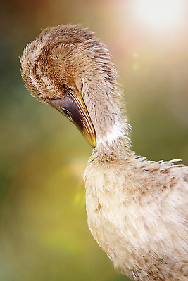 포토 JPG 해외이미지 동물 포즈 자연 조류 오리 서기 사람없음 야외 초록색 농장 갈색 마을 정원 시골 인도인 날씬함 깃털 친환경 부리 목 물새 계산서 기르기 달리기선수 해외202310 해외포토 외국인 컬러 농업 모션 동양인 신체부위 환경 몸매 생태계 육상선수 돌봄 파일형식