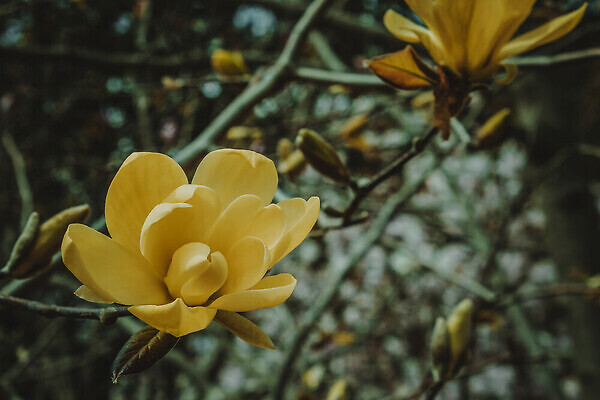 포토 JPG 해외이미지 나무 식물 공원 꽃잎 꽃 줄기 컬러 꽃다발 결혼 백그라운드 잎 사랑 사람없음 장식 초록색 뷰티 노란색 정원 봄 기쁨 터치 벚꽃 흰색 신선 개화 분위기 그늘 레몬 향기 뿌리 꽃가루 목련 구성 꽃수술 얇은 취급주의 해외202310 해외포토 계절 공공시설 감정 컨셉 과일 경고 이벤트 가루 냄새 파일형식