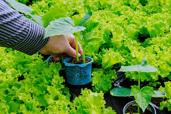 포토 JPG 해외이미지 식물 지구 음식 줄기 컨셉 잎 농업 채소 자연 오이 씨앗 사람없음 초록색 농장 새싹 정원 흙 봄 성장 신선 냄비 상추 작음 유기농 원예 뿌리 내추럴 땅바닥 모종 묘목 밭일 온실 해외202310 해외포토 나무 웰빙 계절 산업 컬러 바닥 취미 솥 크기 생태계 파일형식