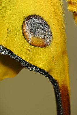 포토 JPG 해외이미지 나비 곤충 자연 사람없음 세계 뷰티 노란색 달 점 숲 큼 실크 묘사 꼬리 나방 마다가스카르 혜성 해외202310 해외포토 자연요소 동물 별 컬러 직물 크기 생태계 파일형식