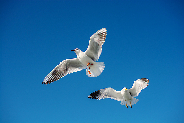 포토 JPG 해외이미지 동물 1 야생동물 바다 백그라운드 컨셉 자연 갈매기 조류 하늘 날리기 서기 사람없음 물 파란색 뷰티 평화 회색 자유 비행 황무지 우아함 깃털 부리 번짐 서식지 고립 동물상 무료 혼자 해외202310 해외포토 자연요소 컬러 모션 조형물 생태계 파일형식 효과