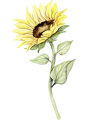 포토 JPG 해외이미지 클립아트 식물 꽃잎 포스터 컬러 꽃다발 결혼 잎 포장 해바라기 기념 프레임 씨앗 사람없음 그래픽 컬러풀 머리 페인트 수확 시골 표현 인사 얼룩 그리기 황금 떨어짐 인쇄 스케치 그림 데이지 초대 손그림 최초 구성 그리너리 반복 현실 국경 해외202310 해외포토 꽃 컨셉 농업 모션 미술 이벤트 신체부위 예절 파일형식 트랜드컬러