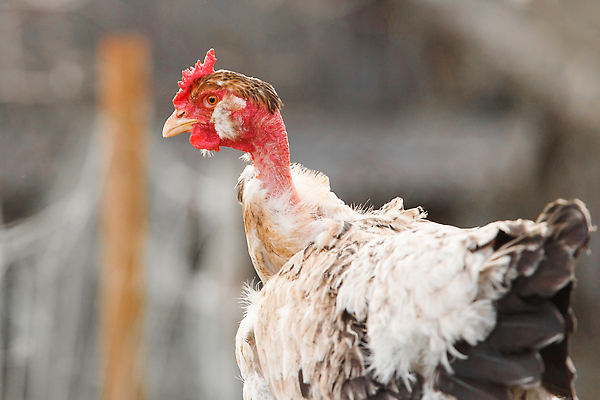 포토 JPG 해외이미지 동물 야생동물 농업 자연 조류 털 병아리 육류 서기 사람없음 야외 초록색 여름 반려동물 농장 정원 치킨 가축 봄 흰색 시골 깃털 부리 솜털 수탉 내추럴 기르기 밭일 암탉 해외202310 해외포토 계절 산업 컬러 식재료 모션 닭 암컷 수컷 생태계 닭고기요리 돌봄 파일형식
