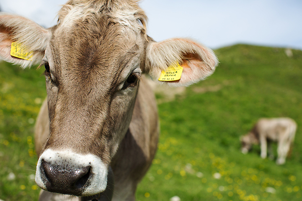 포토 JPG 해외이미지 동물 여자 유럽 음식 밭 자연 털 사람없음 머리 환경 이탈리아 소 오스트리아 생태계 코 보케 알프스 귀 해외202310 해외포토 나라 농업 포유류 사람 신체부위 파일형식